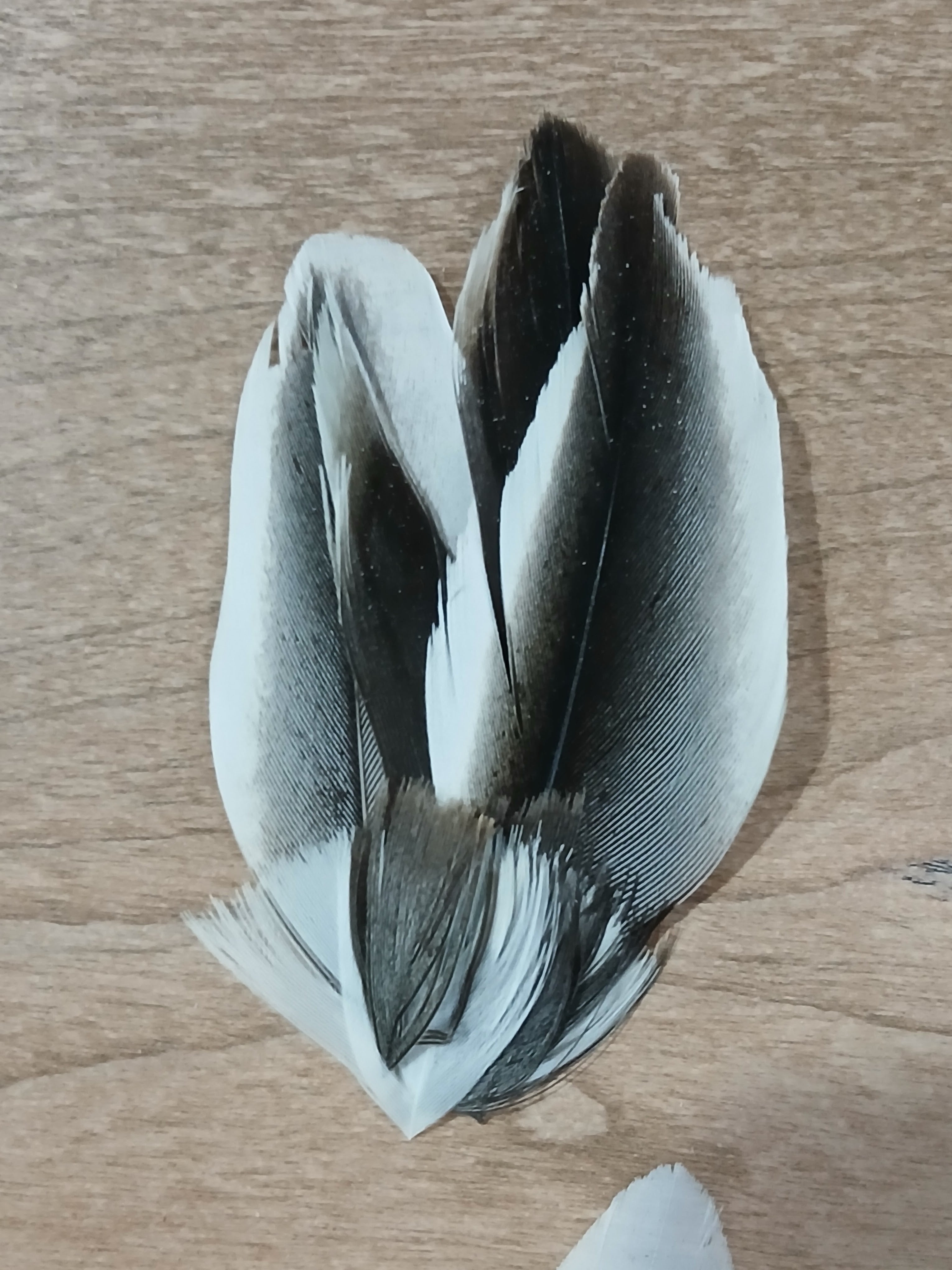 Blue Goose Hat Pin