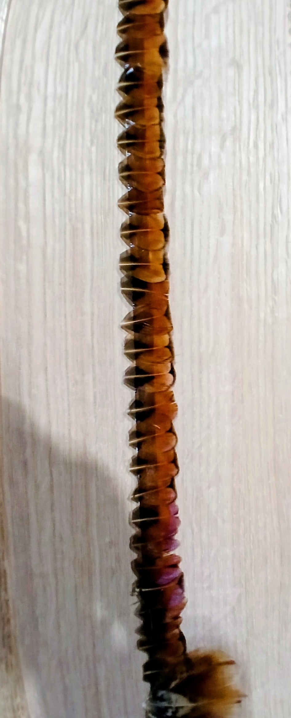 Custom Pheasant Feather hat band